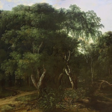 Forest Landscape