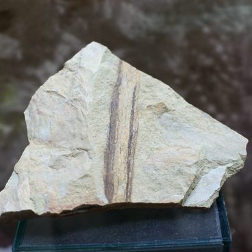 Specimen of Sandstone with a Stem Imprint 