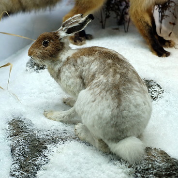 Polar hare 