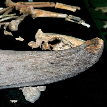 Bison horn