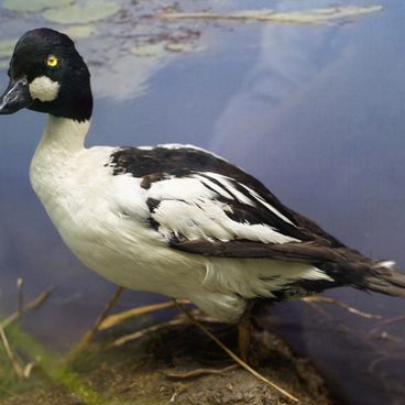 Common Goldeneye