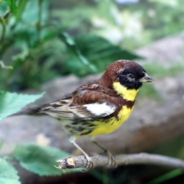 Yellow-breasted bunting