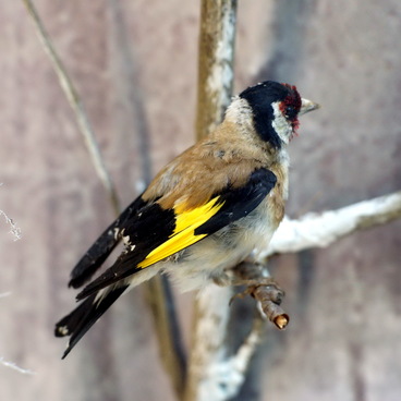 European Goldfinch