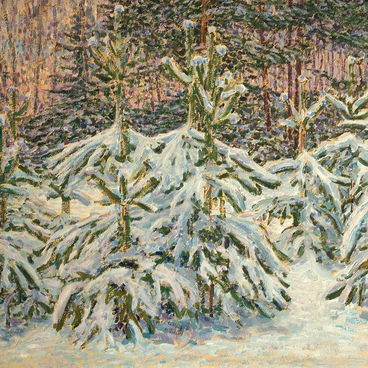 Young Pine Trees Covered with Snow