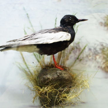 White-winged (black) tern