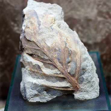 Specimen of Sandstone with a Fossil Fern Imprint