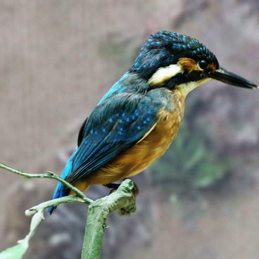 Common Kingfisher