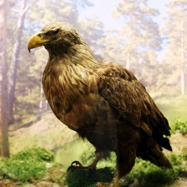 The White-Tailed Eagle