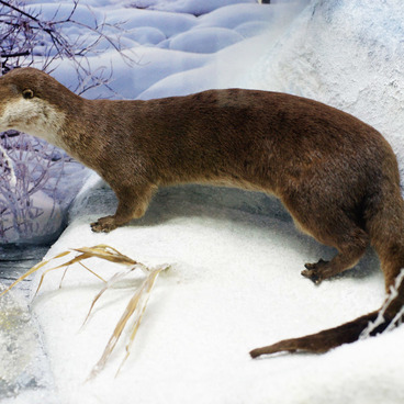 River Otter