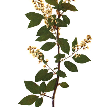 Bird Cherry