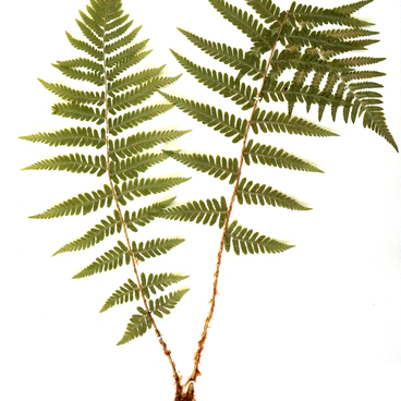 The Male Fern