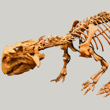Пситтакозавр сибирский (скелет)