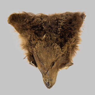 Голова медведя