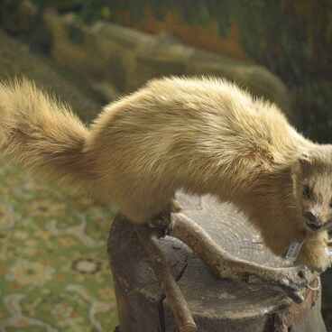 The Siberian weasel