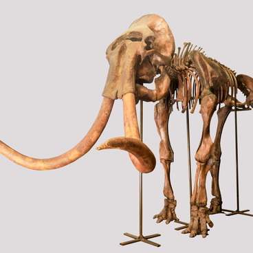 Mammoth skeleton