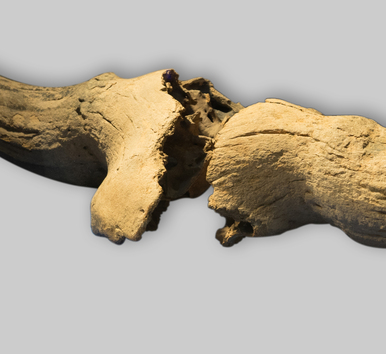 Horns of the Primitive Bison