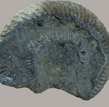 Ammonite