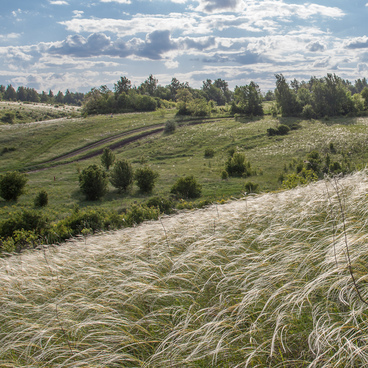 Ковыль красивейший