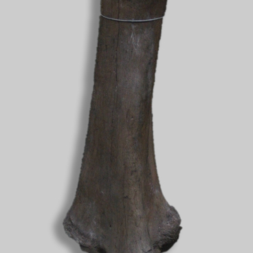 Mammoth bone