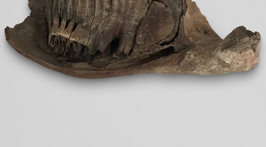 Lower jaw with second dentition