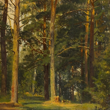 Forest meadow with pine trees