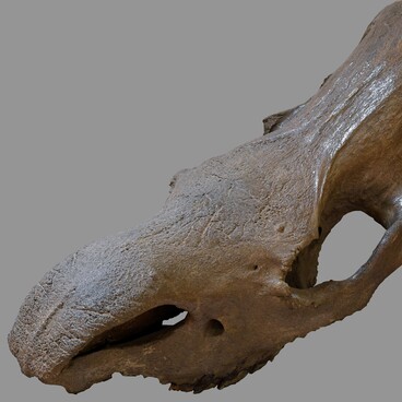 Skull of a Woolly Rhinoceros