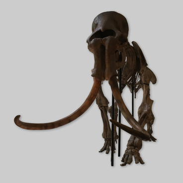 Скелет трогонтериевого слона