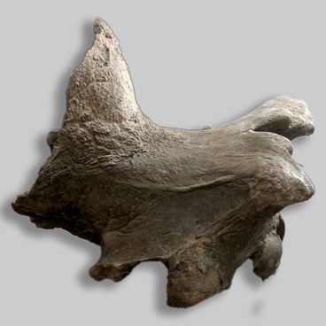 Skull of Elasmotherium