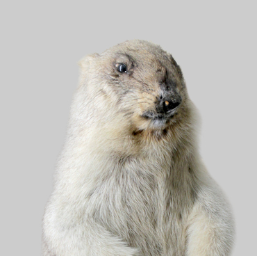 Stuffed bobak marmot