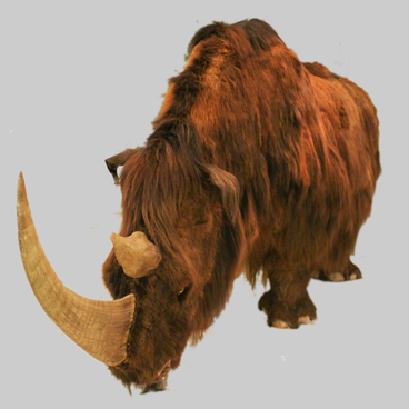 Woolly rhinoceros