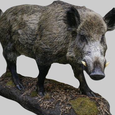 Boar