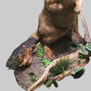 Beaver