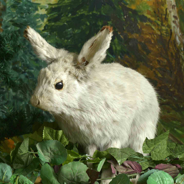 A hare