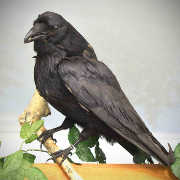 Ворон (Corvus corax)