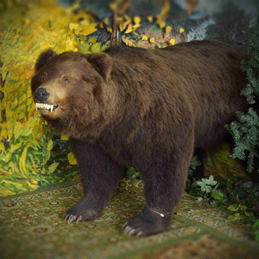 The Siberian brown bear