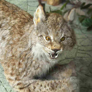 The Eurasian lynx