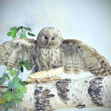 The tawny owl