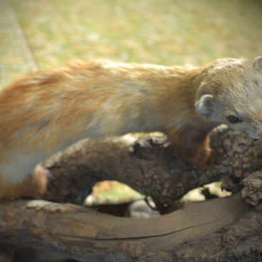 Степной хорёк (Mustela putorius)