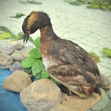 The great crested grebe