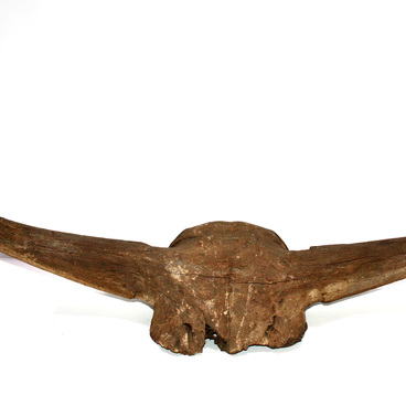 Skull of a prehistoric bison