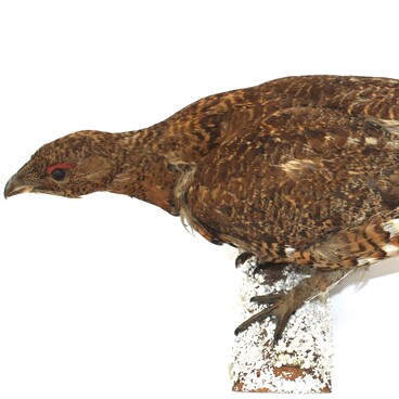 Stuffed female wood grouse