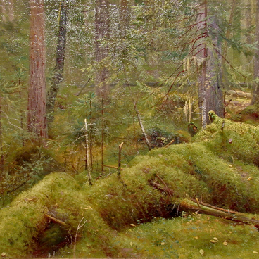 Old forest in the Summer