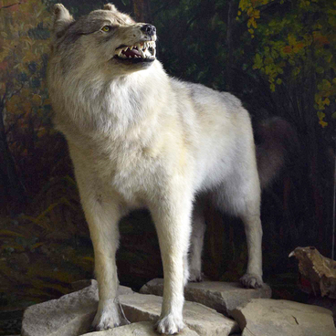 A wolf