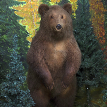 Бурый медведь (Ursus arctos)