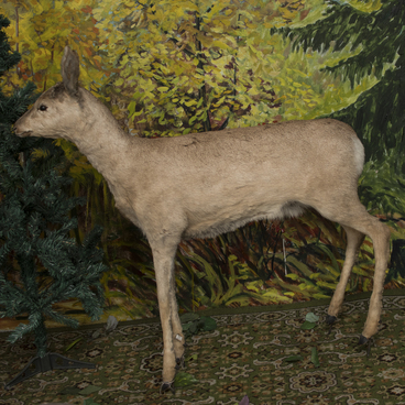 A roe deer