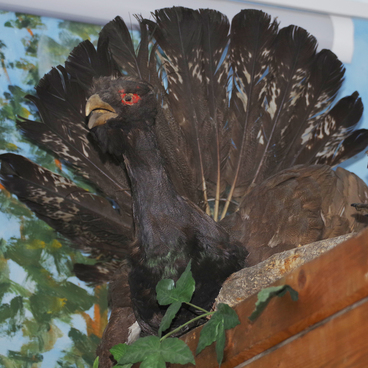 The Eurasian capercaillie