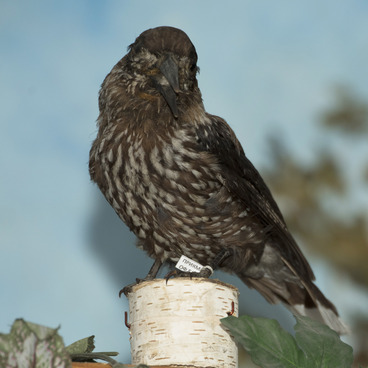 Певчий дрозд (Turdus philomelos)