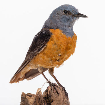 Common rock thrush