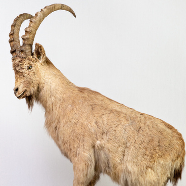 Siberian ibex