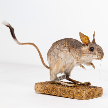 Siberian jerboa